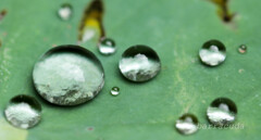 水玉模様