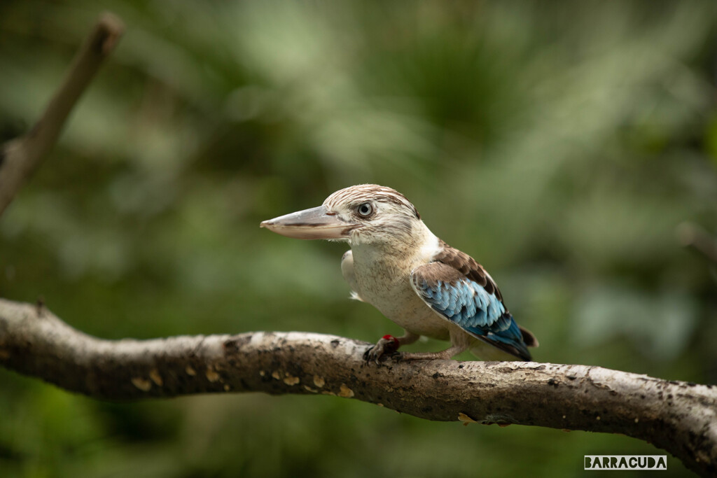 金沢動物園20200621⑥