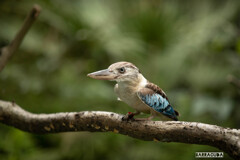金沢動物園20200621⑥