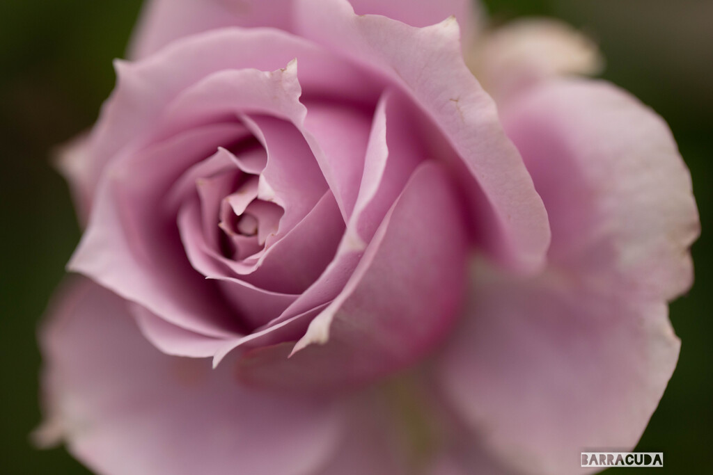 こども植物園7月5日⑦