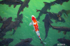 イングリッシュガーデンおまけ⑥