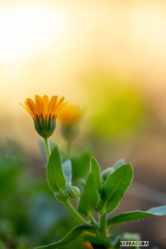 こども植物園草花シリーズ⑦　フユシラズ