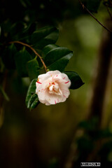 江の島の花シリーズ⑧