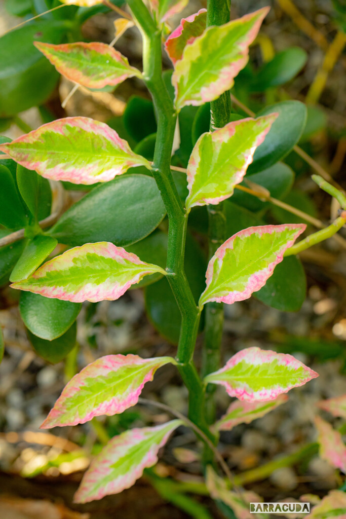 カク、カク、カクとピンクの縁取り