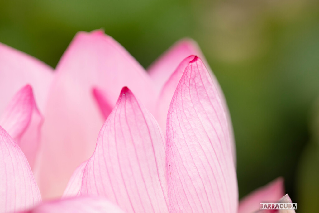 神代植物園・ハス①