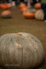 大船フラワーセンター④