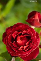 代々木公園バラの園②