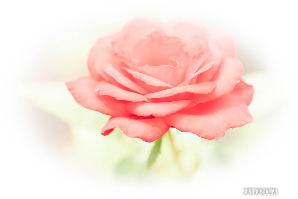 旧古河庭園の薔薇④