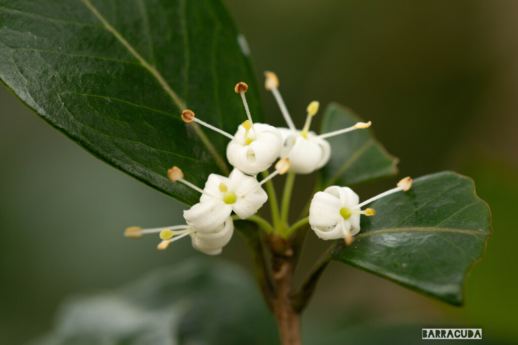 舞岡の秋の仲間⑧