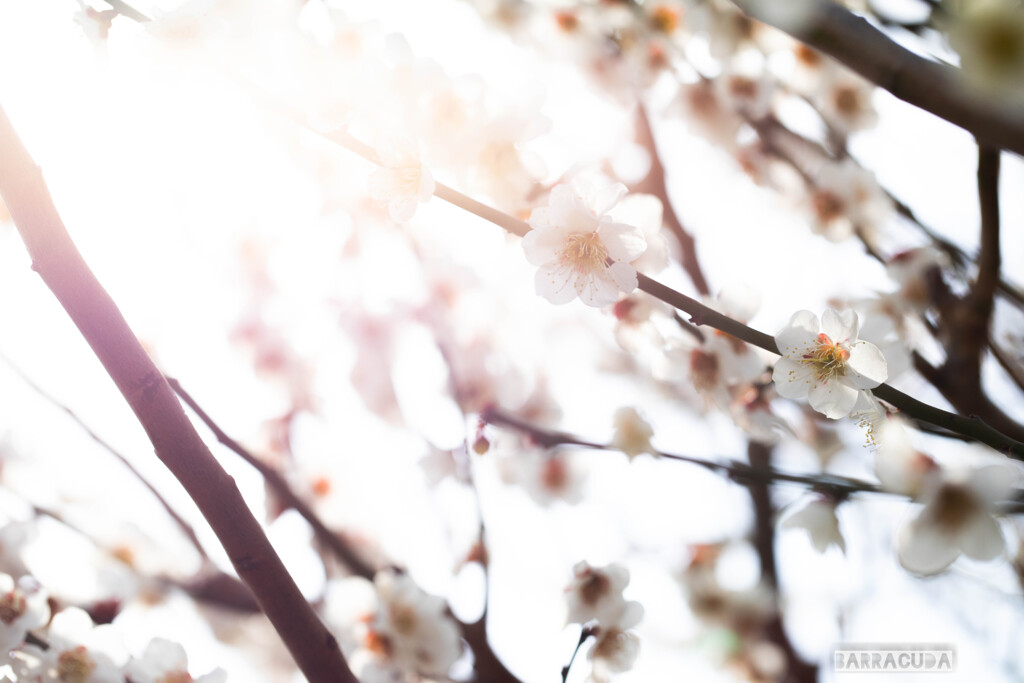 枝に咲く花①