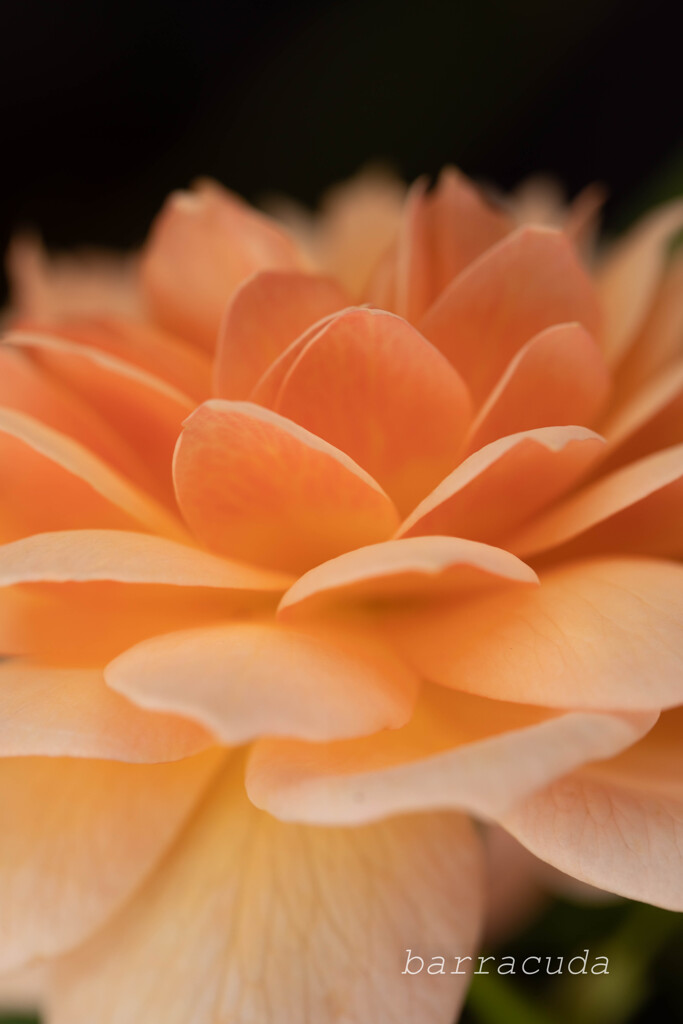 港が見える丘公園⑧