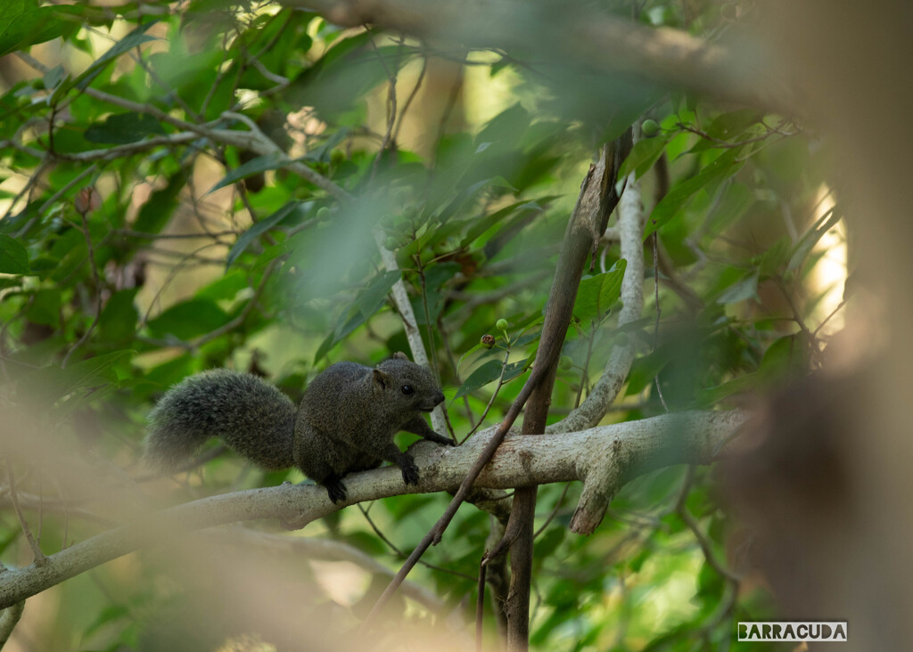 しんばやし公園④　たぶん、台湾リス