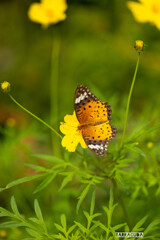 晩夏の花たち⑦