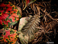 作品『大地の温もり』