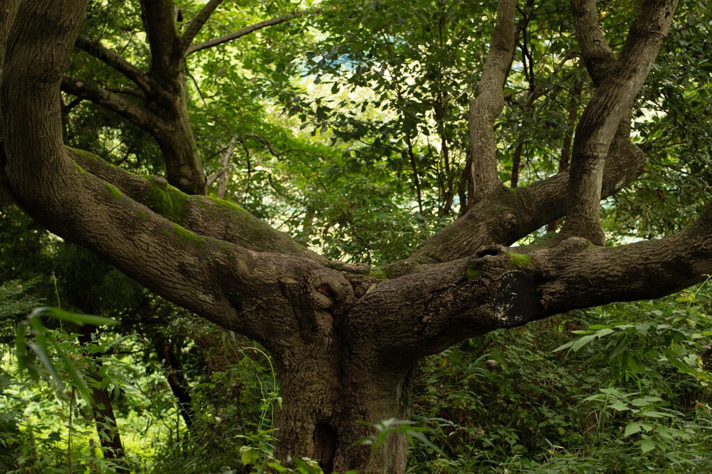大股広げた木