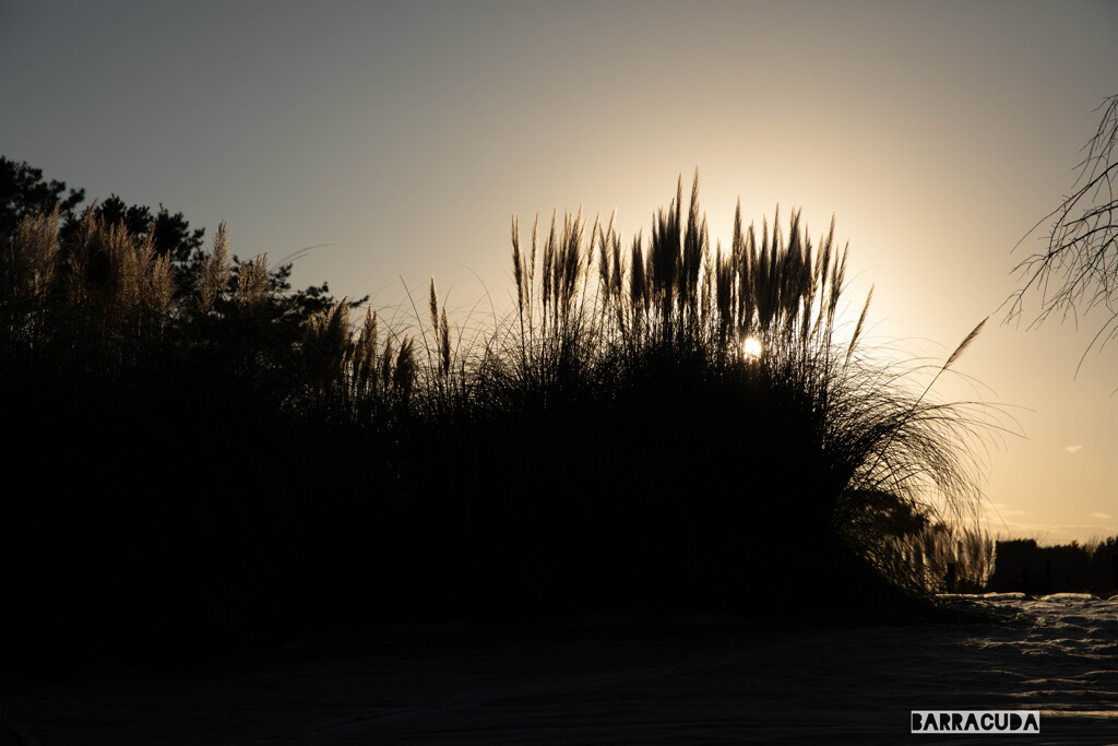 昭和記念公園①
