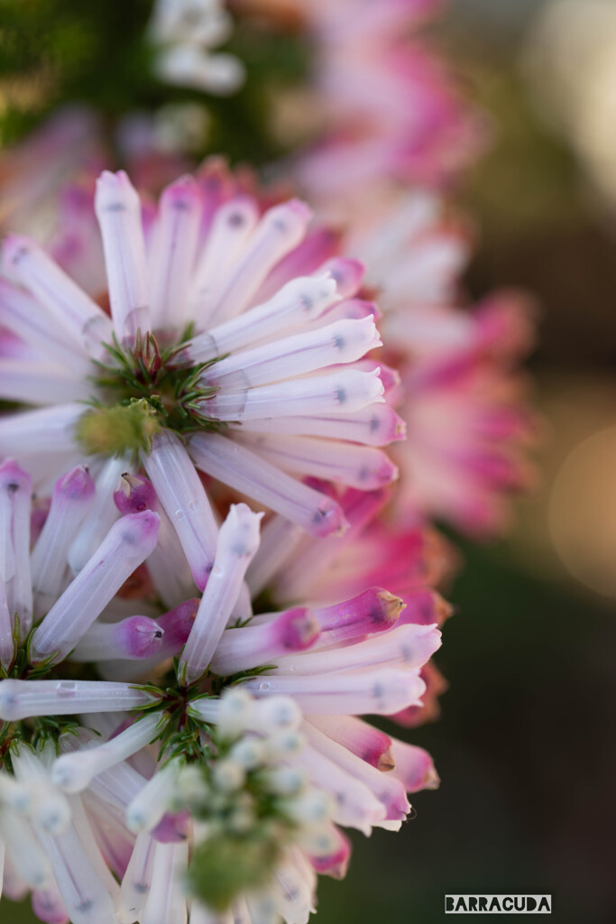 わかりません！面白い花です。(^-^;