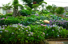 早朝アジサイ観覧①