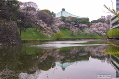 玉ねぎとさくら