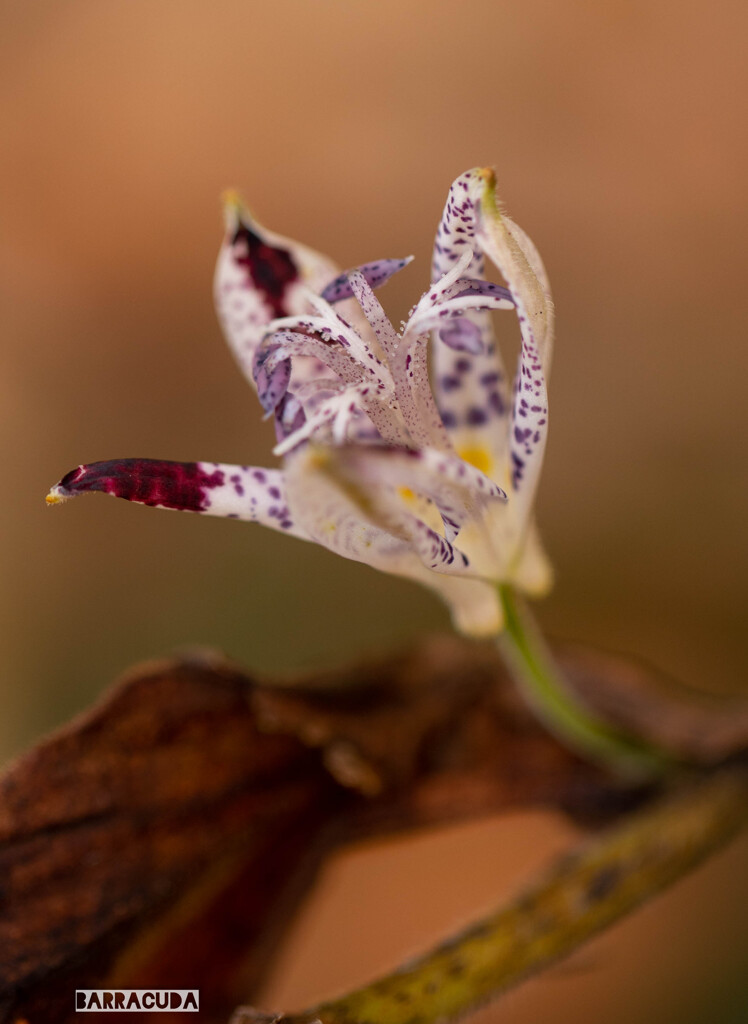 枯れててもホトトギス