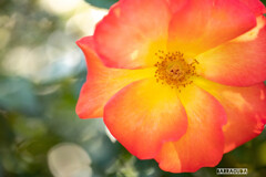 横浜イングリッシュガーデンにて④