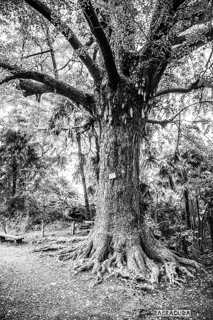 教育の森のイチョウの巨木