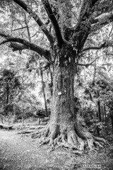 教育の森のイチョウの巨木