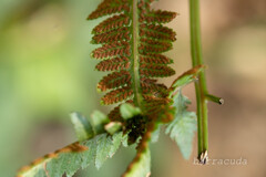 こども植物園で葉っぱの撮影⑤