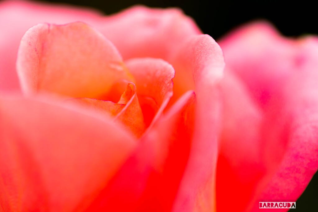 神代植物公園にて⑤