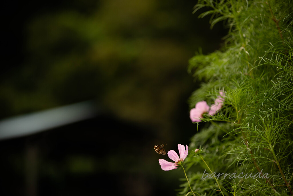 舞岡公園シリーズ
