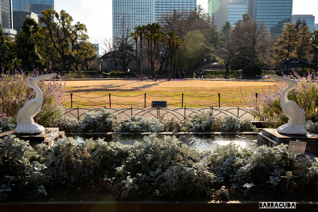 日比谷公園散策　噴水ペリカン？