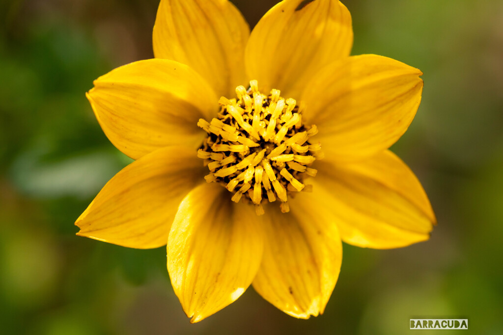 山下公園・港の見える丘公園の花シリーズ⑩