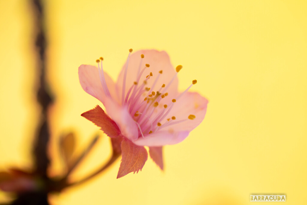 その他の花⑤