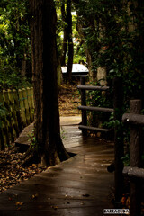 久良岐公園の続き⑥