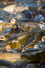 三渓園 投稿忘れ