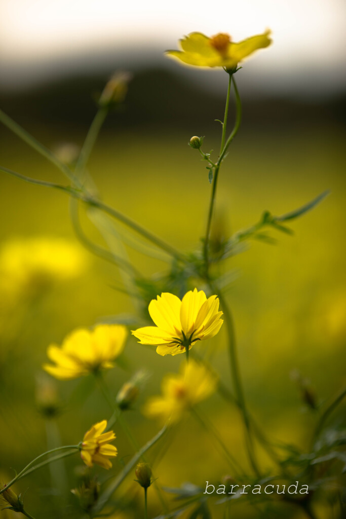 昭和記念公園のコスモス２