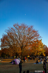 昭和記念公園②