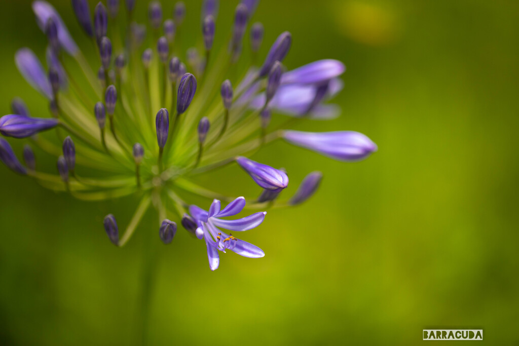 ユリシリーズ⑩