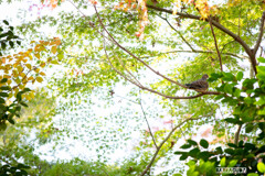 鳩とモミジ