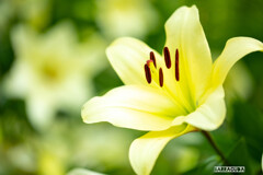 ユリシリーズ⑧