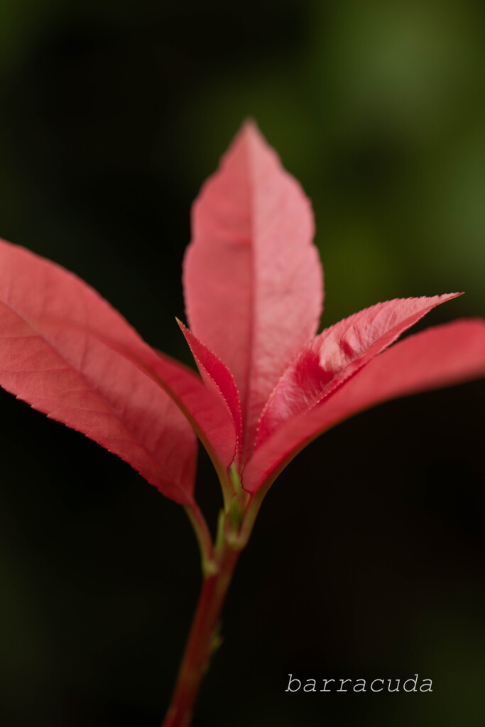 2019年10月こども植物園⑤