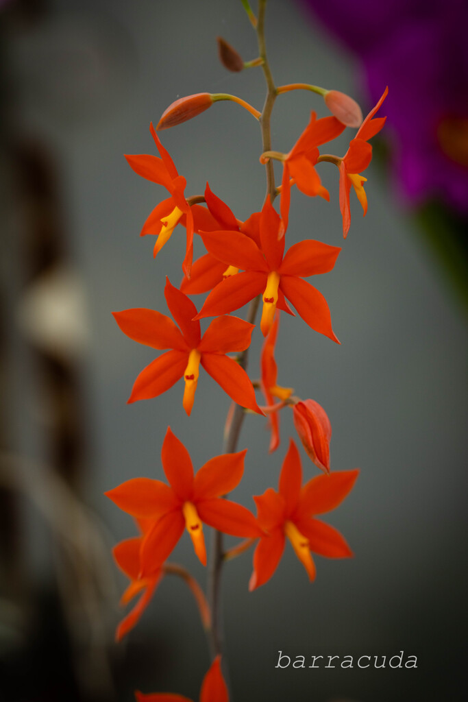 大船フラワーセンター⑧