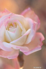 年越し(?)の薔薇
