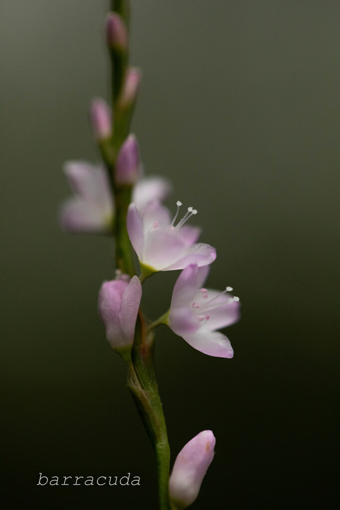 2019年10月こども植物園⑨