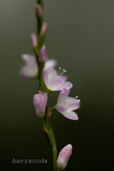 2019年10月こども植物園⑨