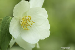 初夏の花⑤