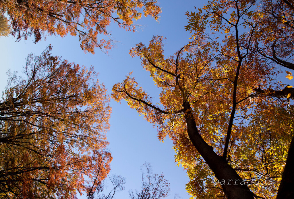 駒沢公園散策【前半】②