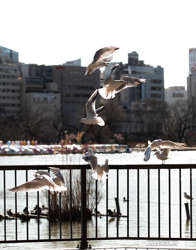 ユリカモメ　シリーズ④