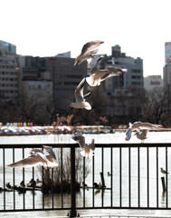 ユリカモメ　シリーズ④