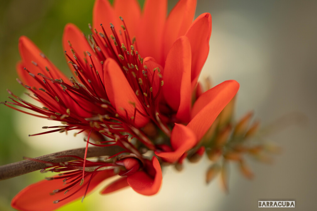 小石川植物園にて②
